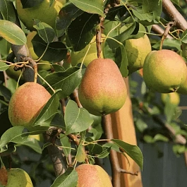 Груша Памяти Яковлева