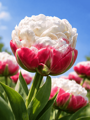 Тюльпан Махровый Ice Cream