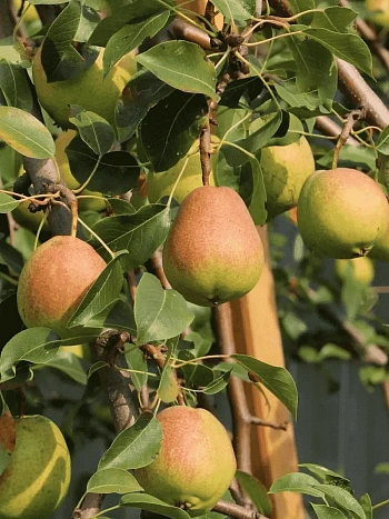 Груша Памяти Яковлева