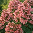 Гортензия метельчатая Early Sensation