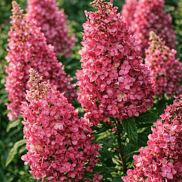 Гортензия метельчатая Mega Mindy