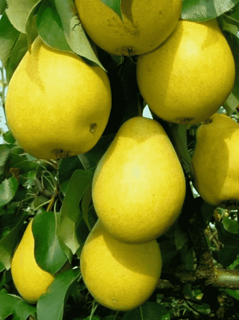 Груша Чижовская