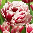 Тюльпан Махровый Horizon