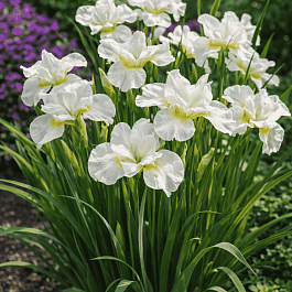 Ирис сибирский Gull's Wing