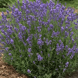Лаванда узколистная Hidcote