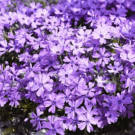 Флокс шиловидный Purple Beauty