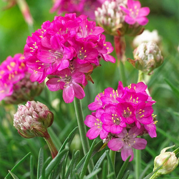 Армерия приморская Армада Роуз