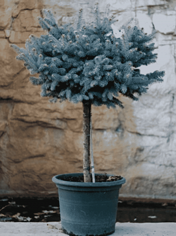Ель колючая Glauca Globosa на штамбе 40-60 см