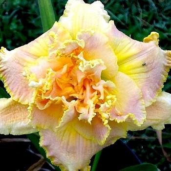Лилейник гибридный Nature's Crown