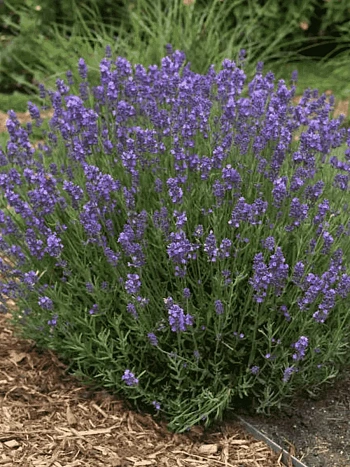 Лаванда узколистная Hidcote