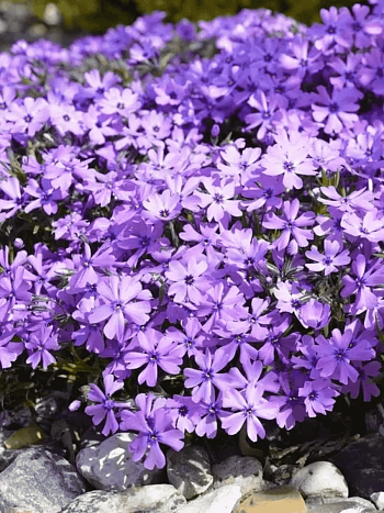 Флокс шиловидный Purple Beauty
