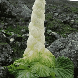 Ревень Александра