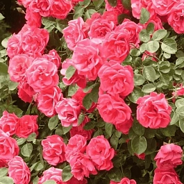 Роза плетистая Девичьи грезы