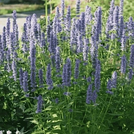 Агастахис анисовый Blue Fortune