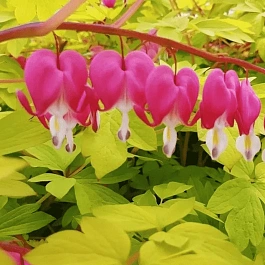 Дицентра великолепная Yellow Leaf