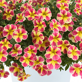Калибрахоа Colibri Abstract Guava
