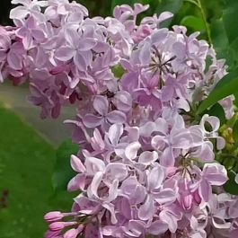 Сирень  гиацинтовая Buffon