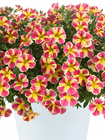 Калибрахоа Colibri Abstract Guava