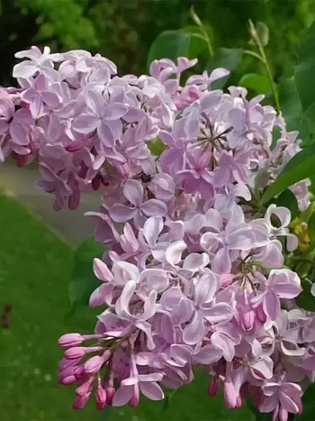 Сирень  гиацинтовая Buffon