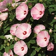 Гибискус мускусный Luna Pink Swirl