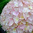 Гортензия крупнолистная Doppio Nuvola