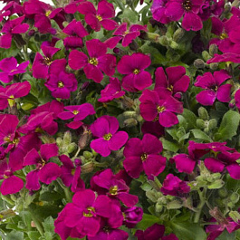 Аубреция гибридная Одри Ред