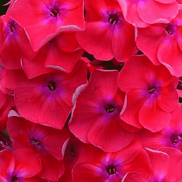 Флокс метельчатый Синьор Помидор