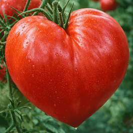 Томат Бычье Сердце