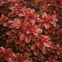 Барбарис Тунберга Golden Ring
