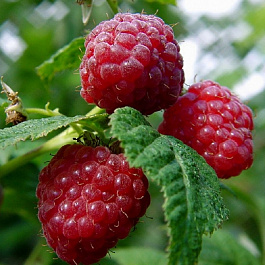 Малина традиционная Солнышко