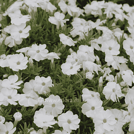 Флокс дугласа Admiral White