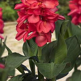 Канна карликовая Хэппи Изабель