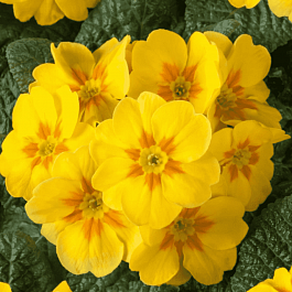 Примула бесстебельная Bright deep yellow