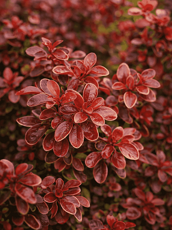 Барбарис Тунберга Golden Ring