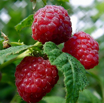 Малина традиционная Солнышко