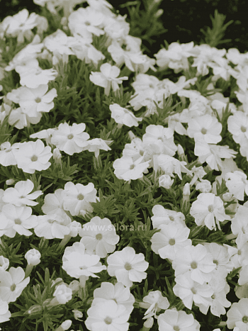 Флокс дугласа Admiral White