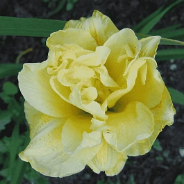 Лилейник Shamrock Double Lemon