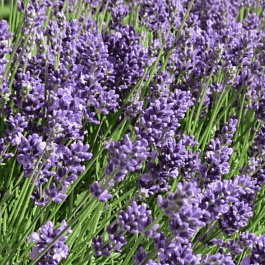 Лаванда узколистная Ellagance Purple