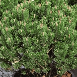Сосна горная Mops