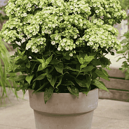 Флокс метельчатый Orchid Green