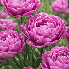 Тюльпан Махровый Lilac Perfection