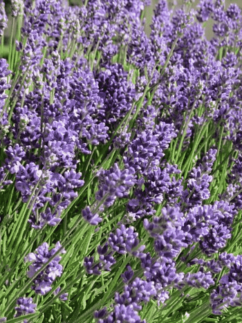 Лаванда узколистная Ellagance Purple