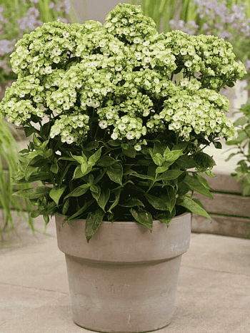 Флокс метельчатый Orchid Green