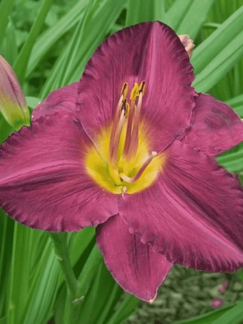 Лилейник Jordan