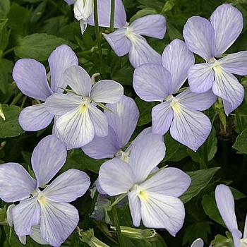 Виола (Фиалка, Анютины глазки) рогатая Boughton blue
