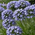 Агапантус зонтичный Blue Triumphator