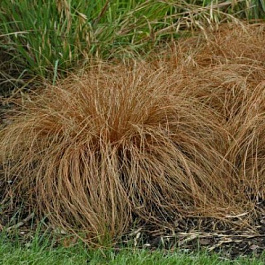 Осока косматая Бронз Форм