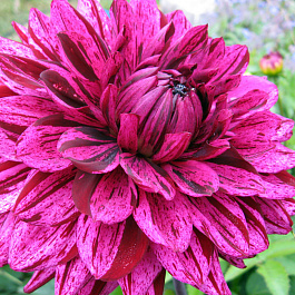 Георгина Декоративная Арт Акт