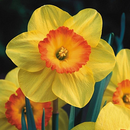 Нарцисс крупнокорончатый Делибес