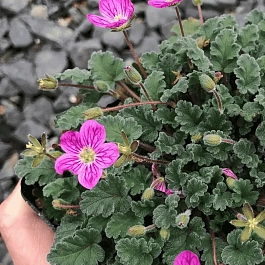 Аистник изменчивый Manescavii